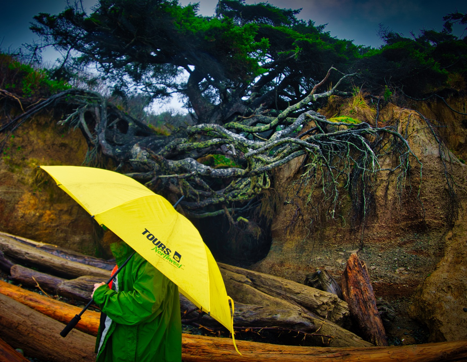 a person holding a yellow Tours Northwest umbrella at the Tree of Life near Kalaloch Beach on the Pacific Coastline