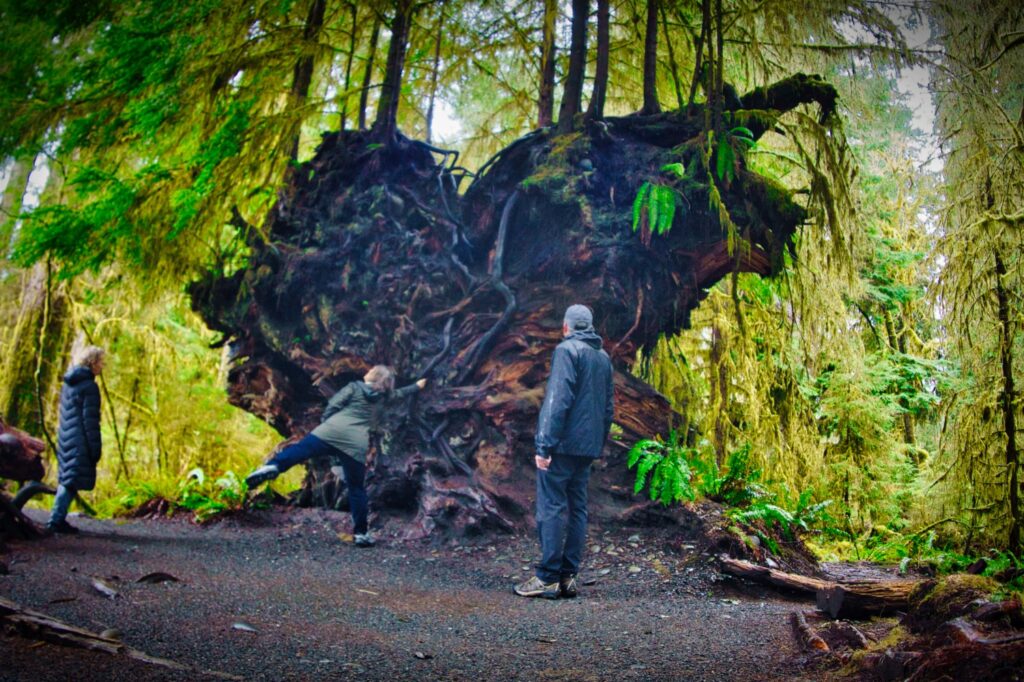 hoh rainforest tour from seattle