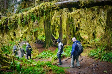 a group of people in the Hoh Rainforest forest on the Olympic National Park Tour