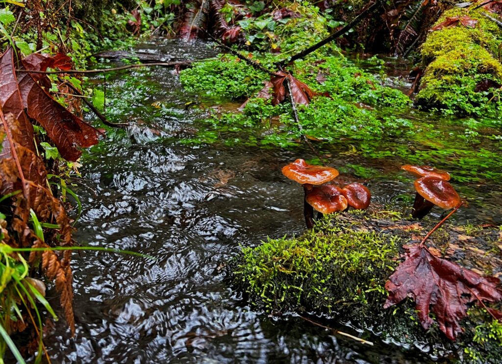 hoh rainforest tour from seattle