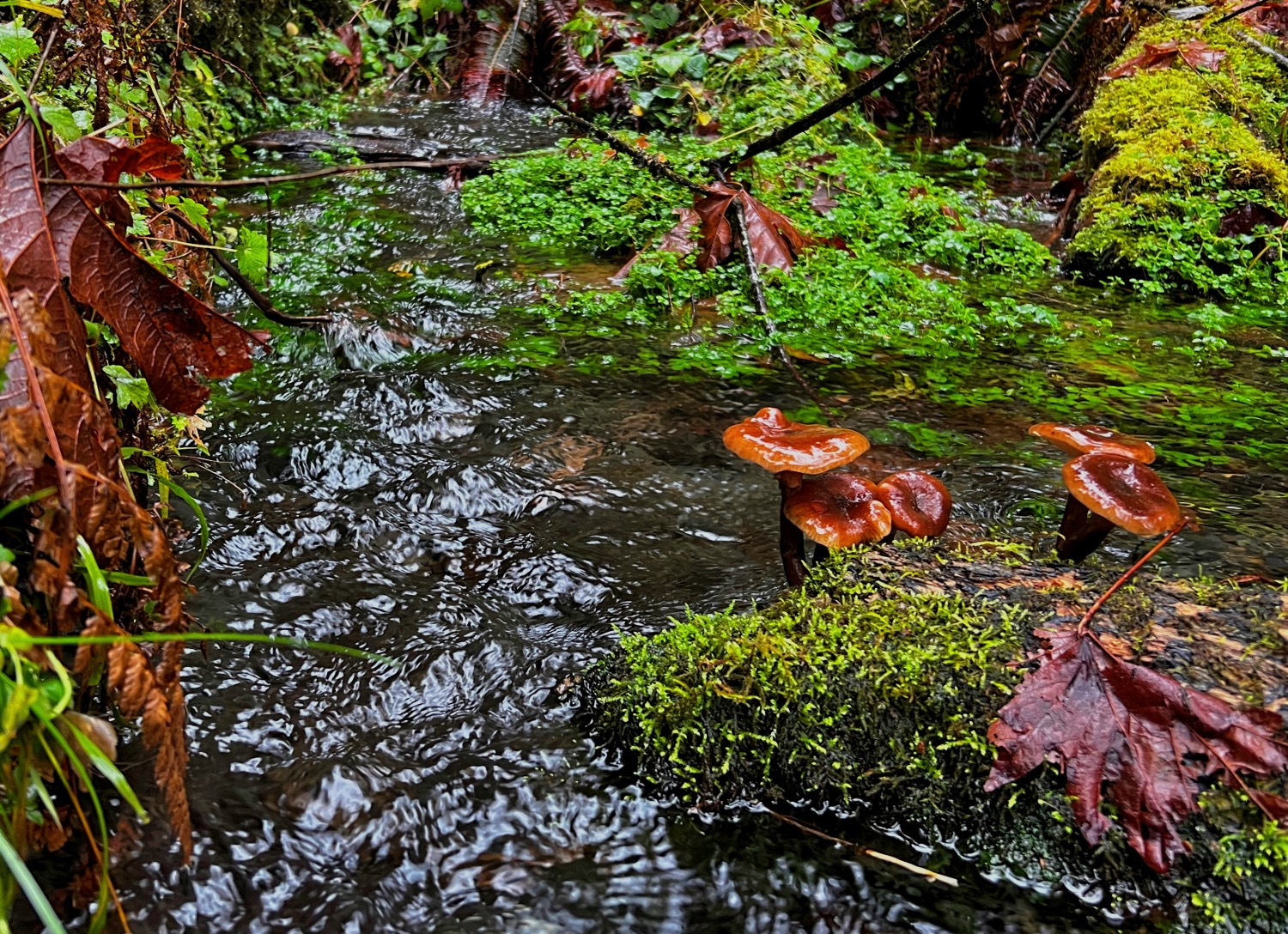 Taft Creek flowing over mossy rocks with large mushrooms growing in the Hoh Rainforest