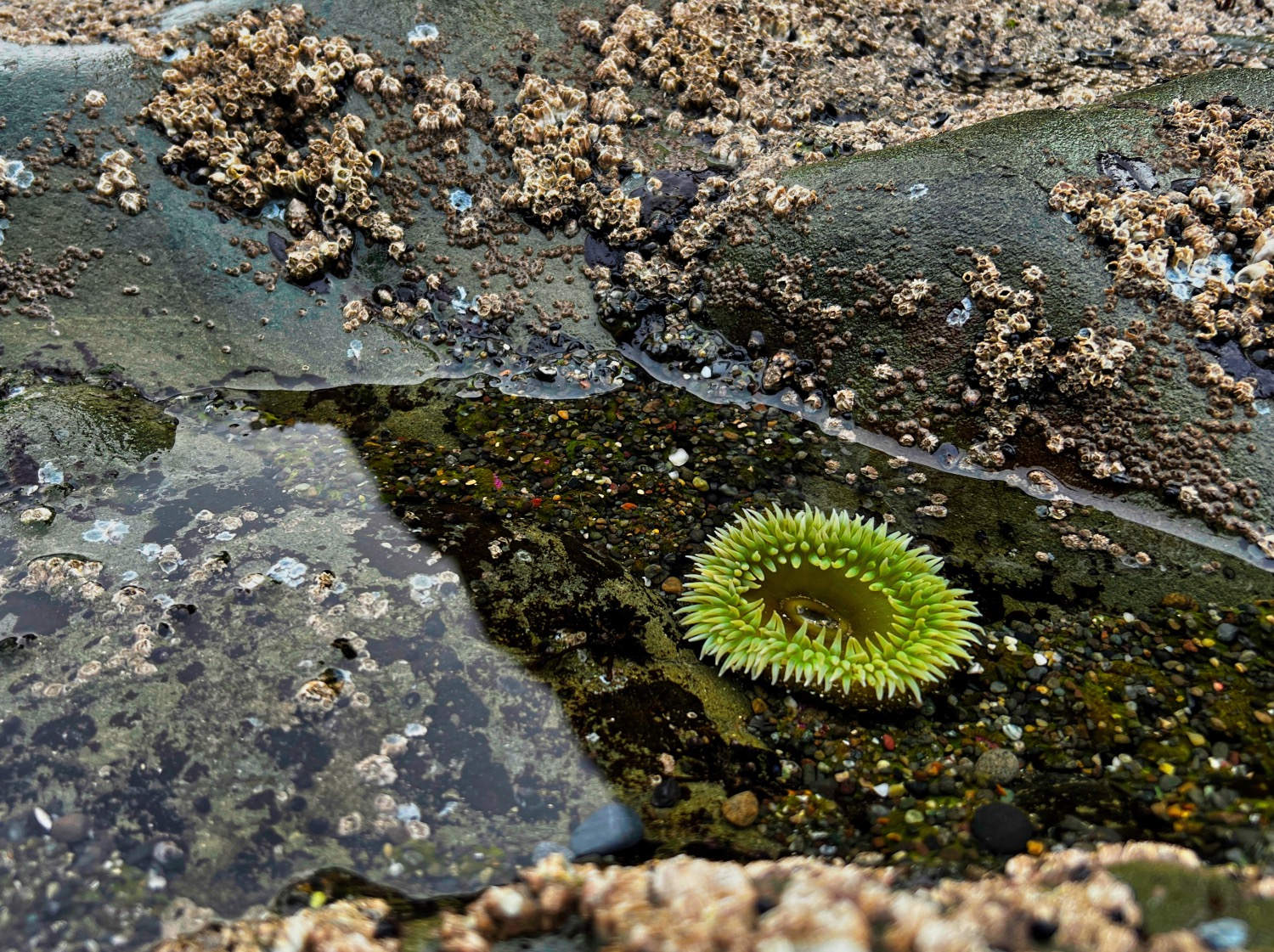 a close up of a tidepool with a sea anemone at Rialto Beach on the Pacific Coastline