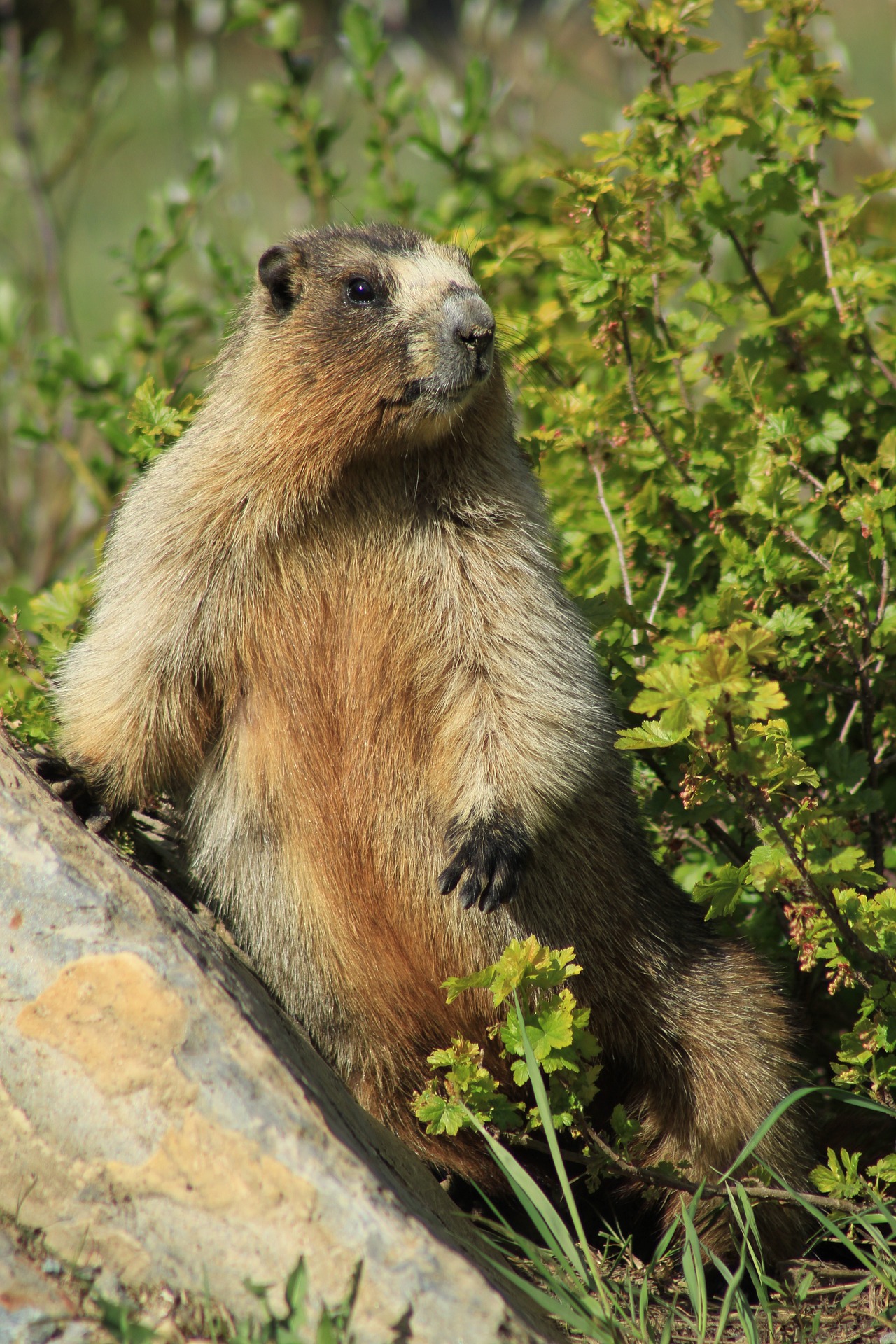 a marmot standing next to a log and bush at Hurricane Ridge on an Olympic National Park Tour