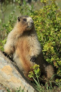 marmot standing next to a forest
