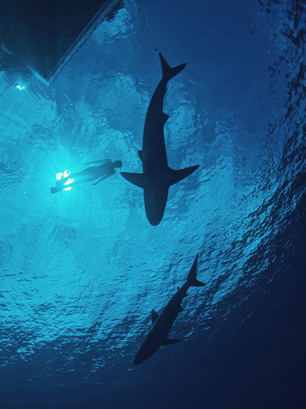 diving with sharks in the open ocean