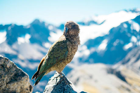 Geology, Flora And Fauna Of Milford Sound | Mitre Peak Cruises