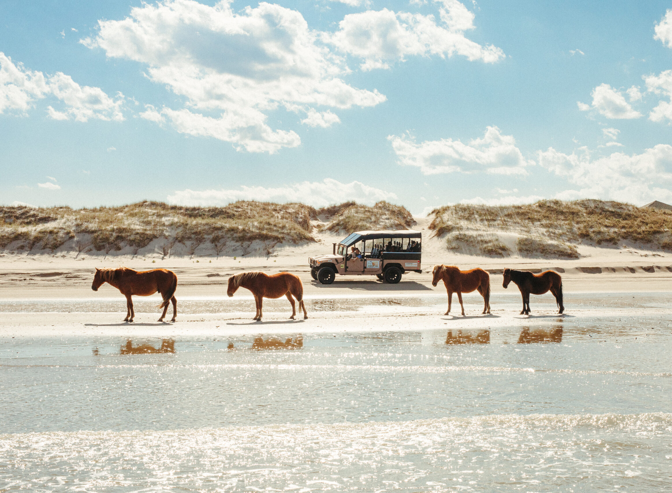 Wild Horse Adventure Tours Outer Banks Horse Tours Corolla NC