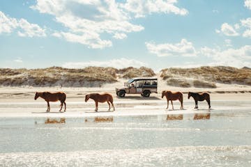 a herd of cattle walking across a beach next to a body of water