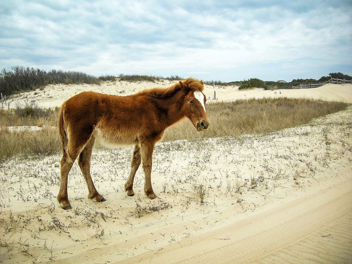 NC Wild Horse History | Wild Horse Adventure Tours