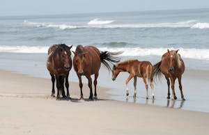 a group of cattle standing on top of a sandy beach with Assateague Island in the background