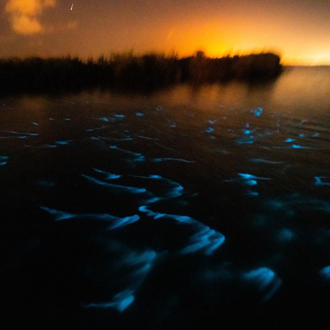 Bioluminescence | Fin Expeditions