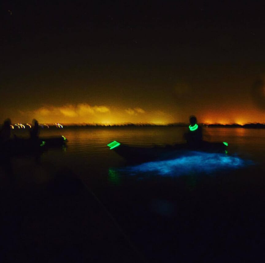 Bioluminescence | Fin Expeditions