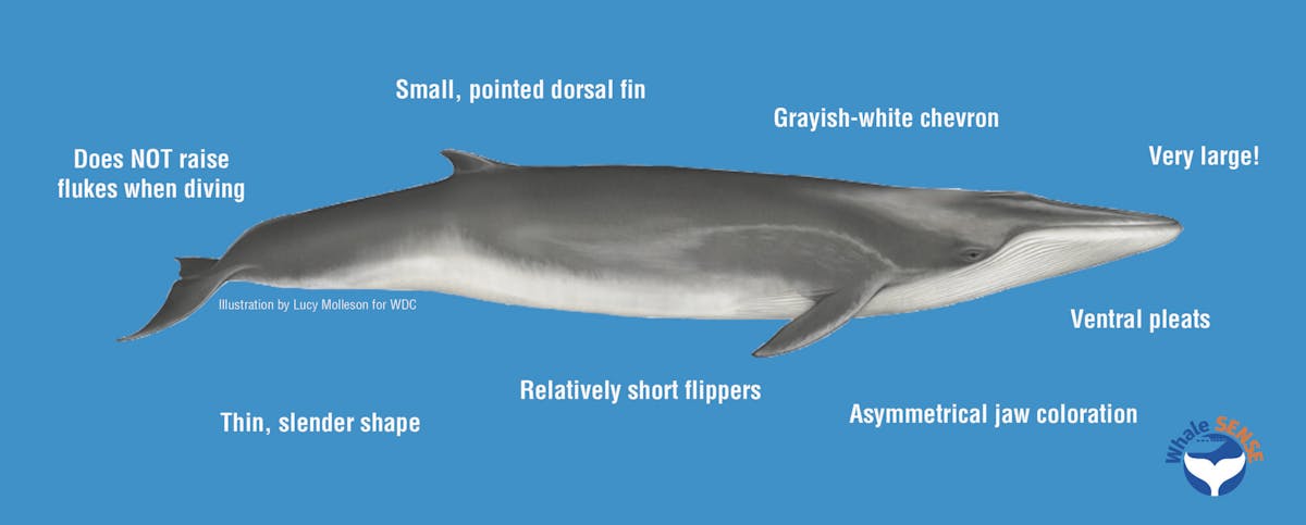 Marine Species Information | Bar Harbor Whale Watch Co.