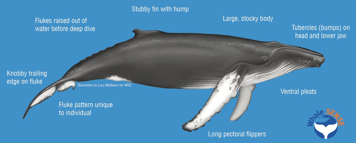 Marine Species Information | Bar Harbor Whale Watch Co.