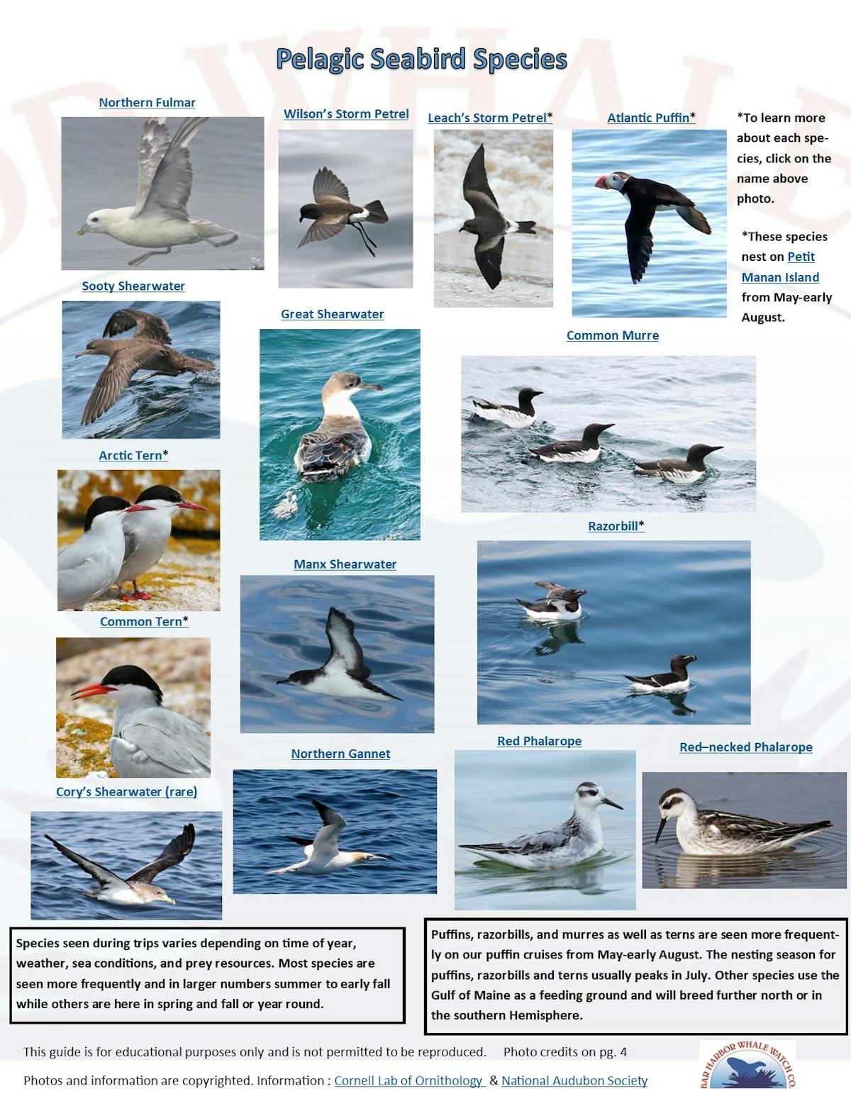 Marine Species Information | Bar Harbor Whale Watch Co.