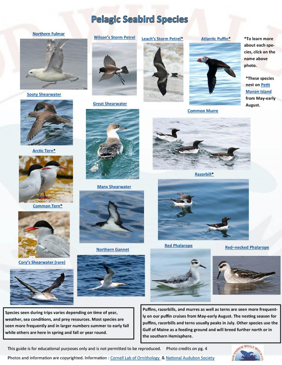 Sea Bird Species