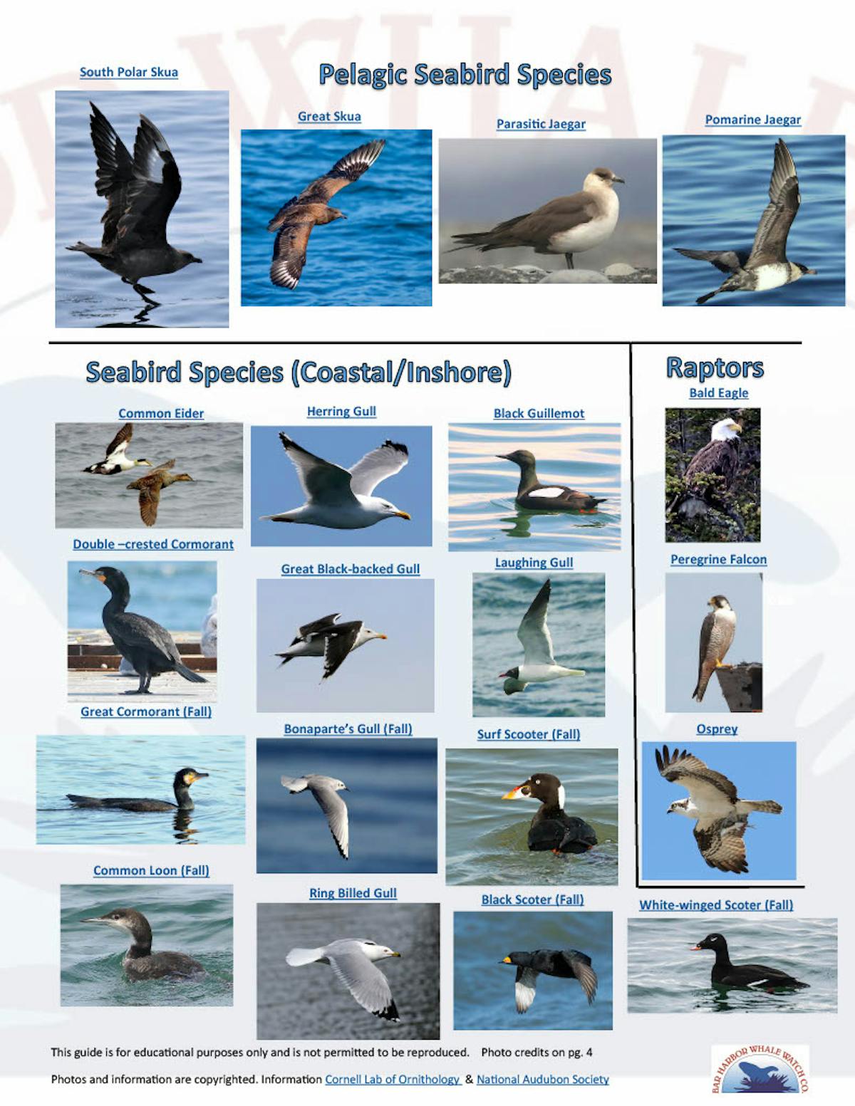 Sea Bird Species