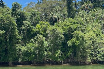 a large green tree in a forest