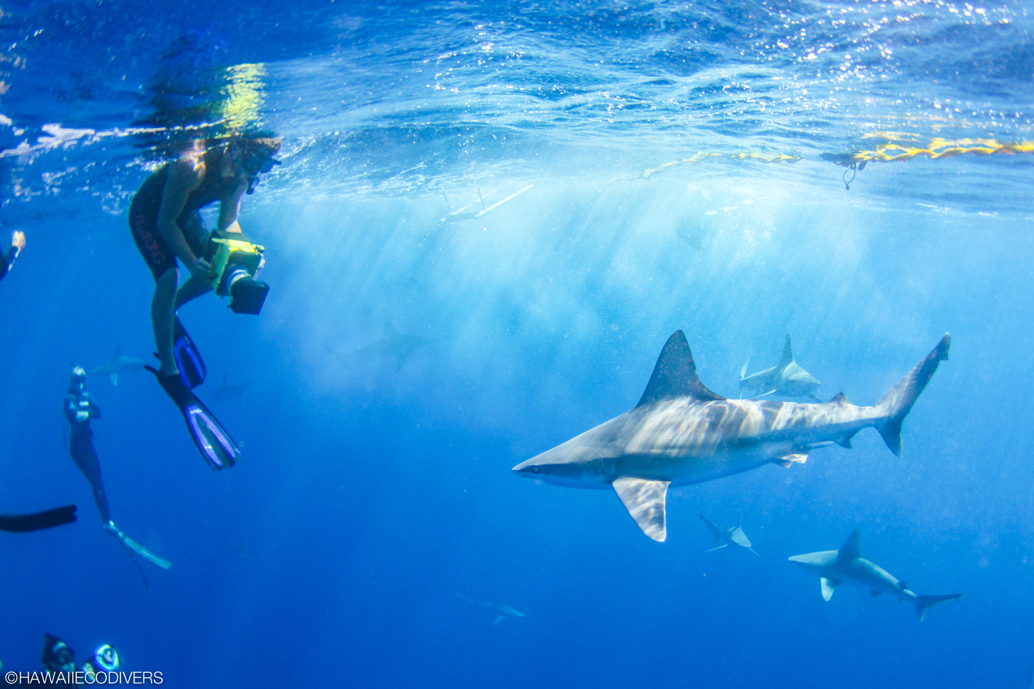 Shark Diving in Hawaii