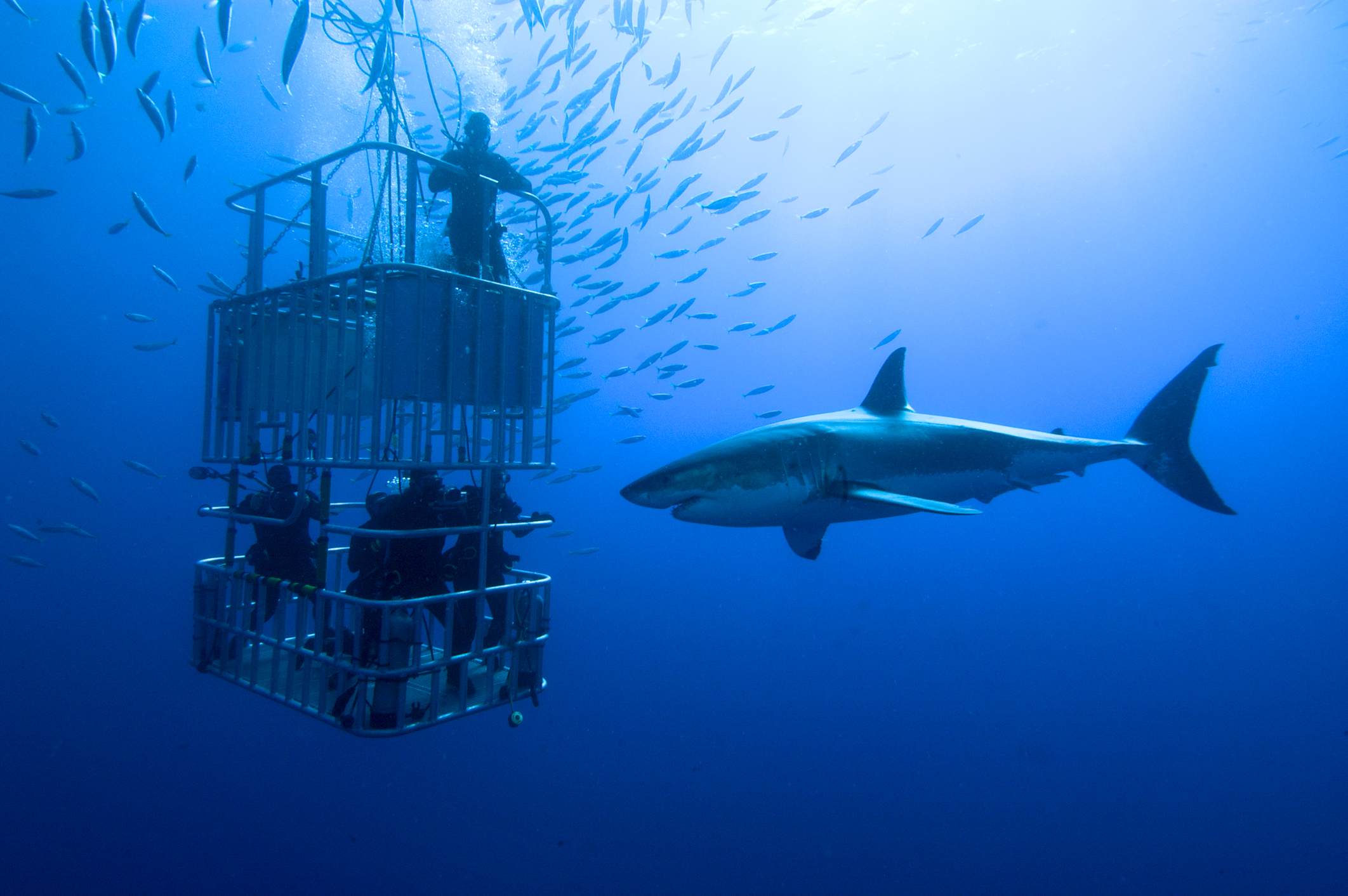 shark cage diving Hawaii