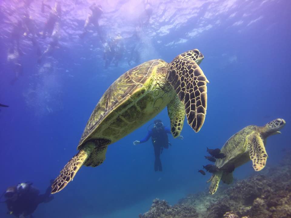turtle swimming with the best scuba diving in oahu