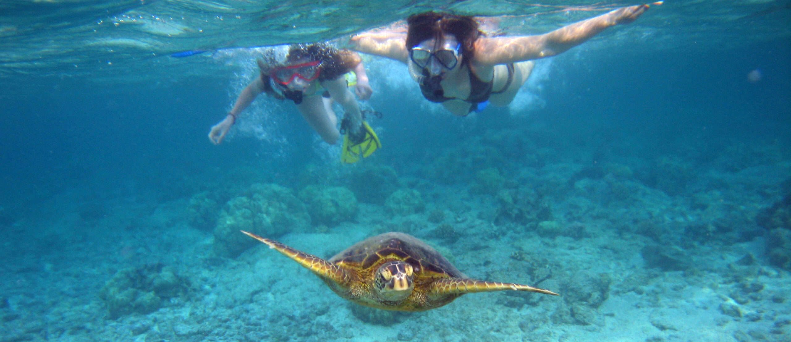Turtle Bay Snorkel and scuba dive oahu