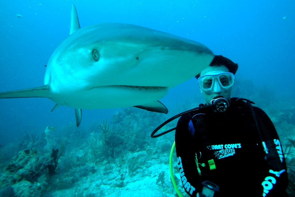 Scuba Diver and shark