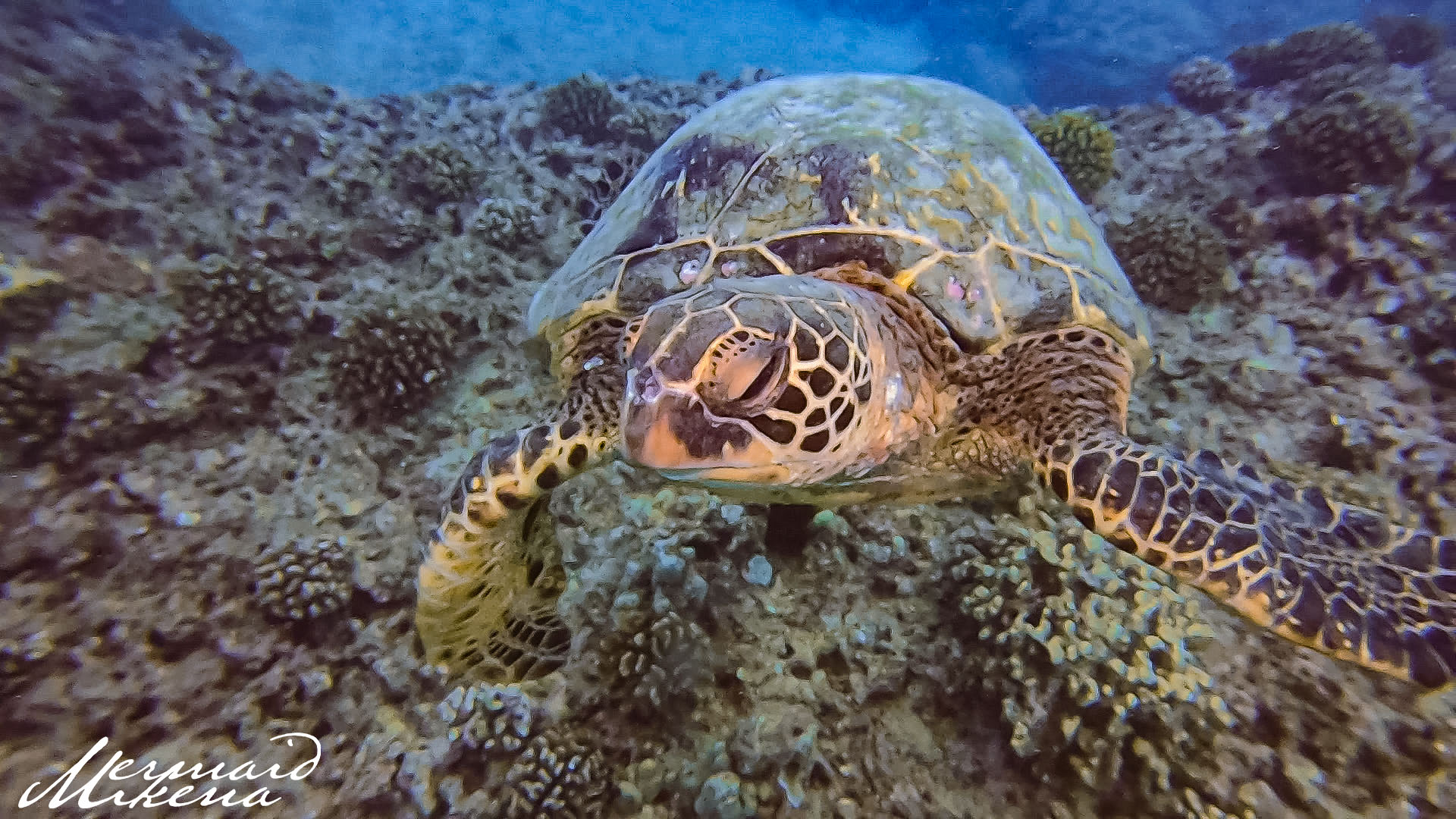 The Hawaiian Green Sea Turtle is the most common seen turtle in the waters of Hawaii