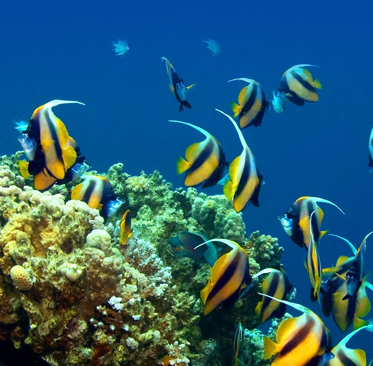 Wreck And Reef Boat Dive In Oahu | Hawaii Eco Divers