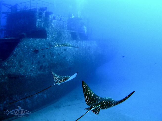 Sea Tiger Wreck - Scuba Diving Oahu Essential Dive Sites