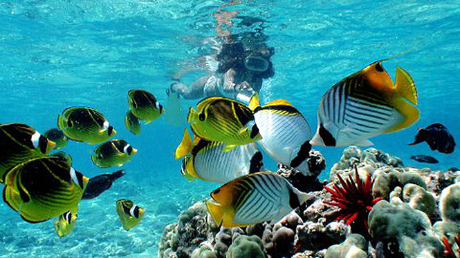 Eco-friendly Oahu Snorkel Tours in Honolulu, swim with the sea creatures and turtles near Waikiki off a chartered boat.