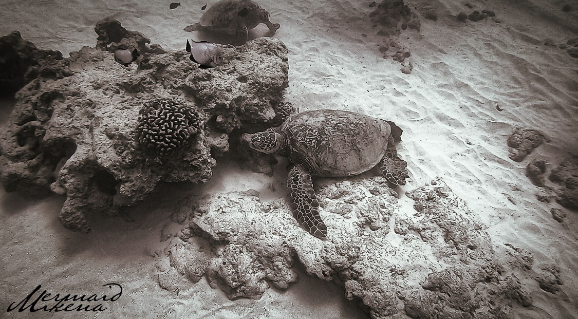 Hawaiian Green Sea Turtles are either floating around being very playful, or they're seen resting on the sea floor hanging.