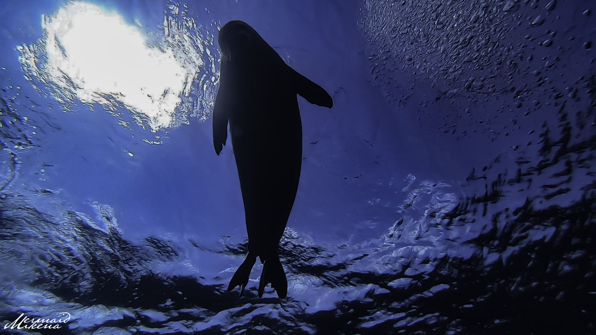 A Hawaiian Monk Seal swims overhead at Electric Beach, showing curiosity towards our divers.
