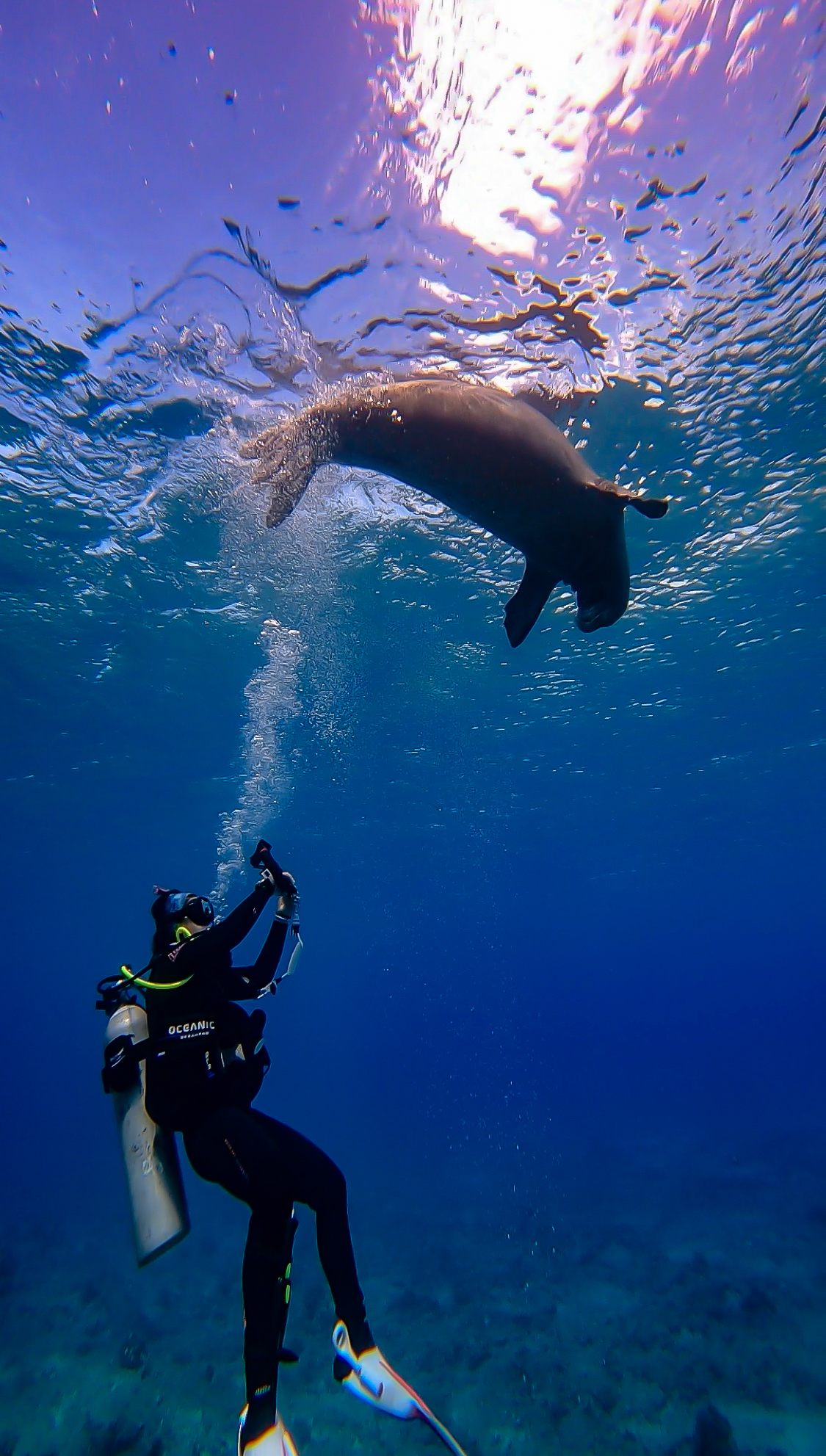 Divemaster Intern, Mikena, experiences a Hawaiian Monk Seal Swim right above her.