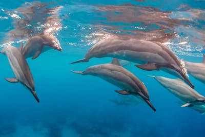 West Side Dolphins