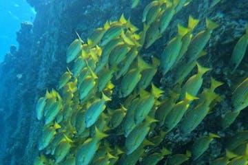 Group of fish swimming at Electric beach