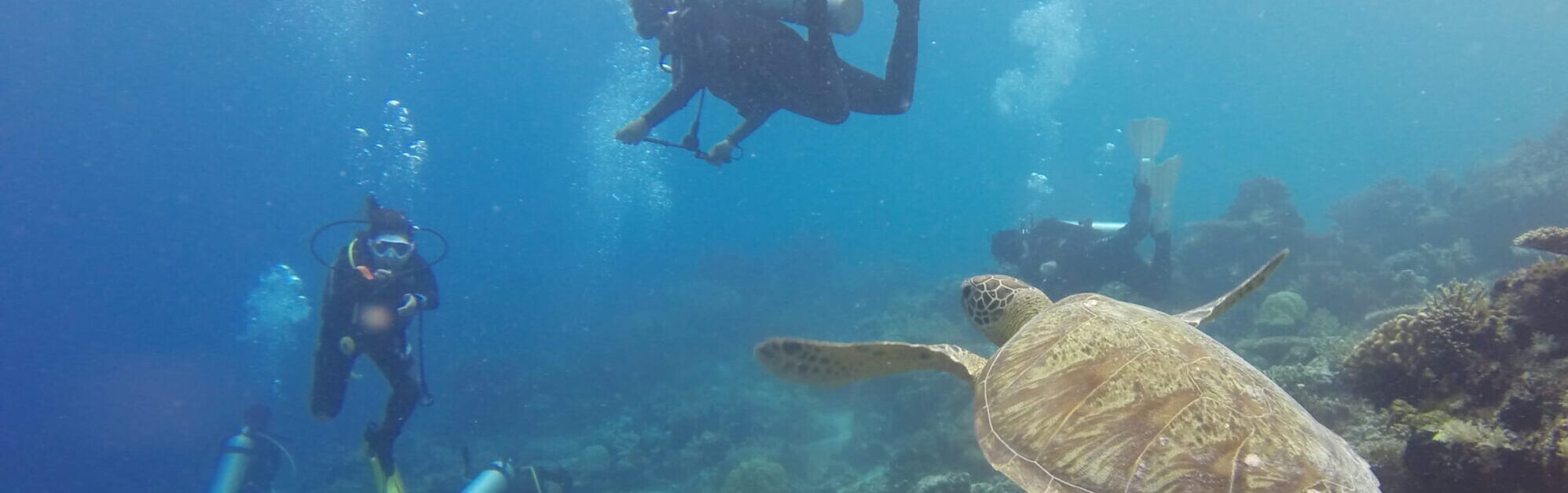 Scuba divers swimming in the water with a turtle in Oahu Hawaii