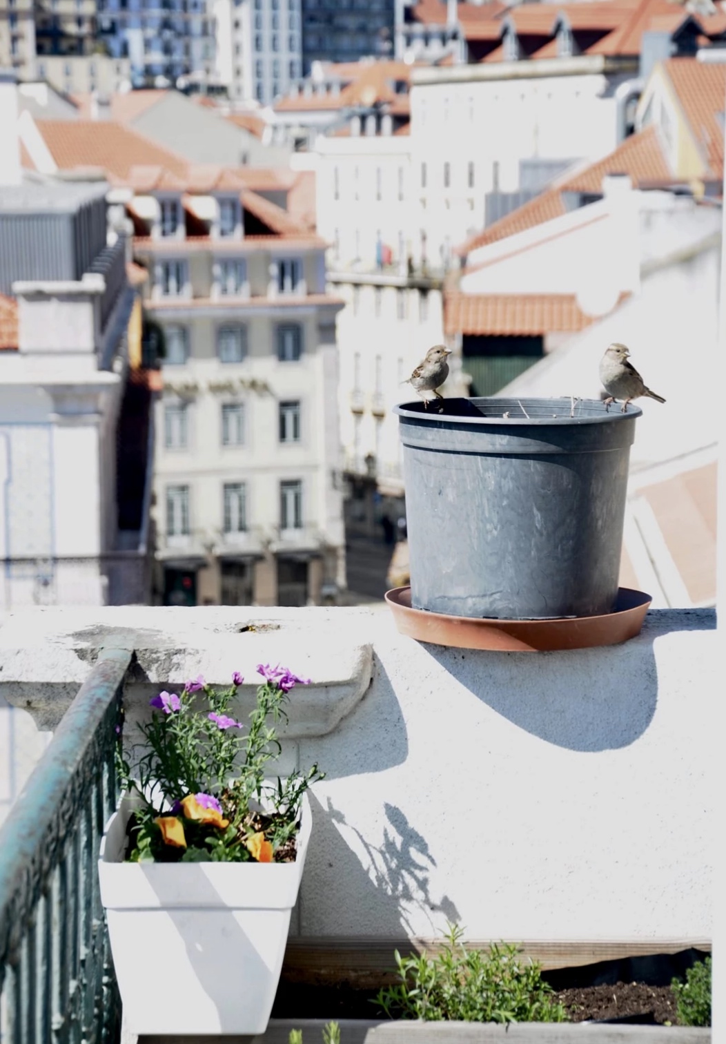 a bird sitting on top of a building