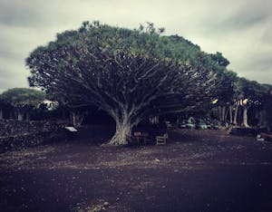 une des plus ancienne arbre dragonnier à Pico