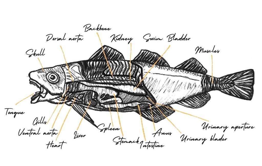 a codfish drawing