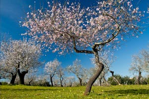a large almond tree blossoming