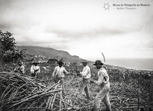 a group of people in a field of sugar cane