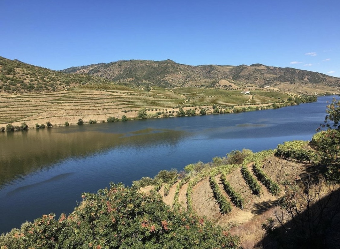 a close up of a hillside next to a body of water