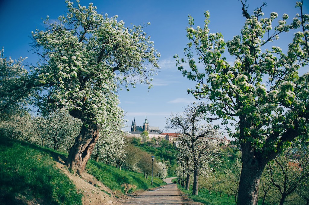 blooming apple trees in the Petrin Park orchard in Prague during spring