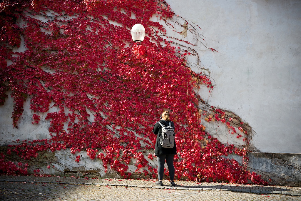 a person standing in front of a wall covered by red creeping plant