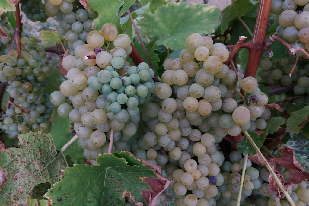 growing grapes ready to be harvested