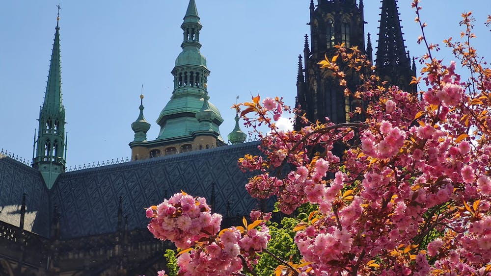 trees in bloom in front of St Vitus
