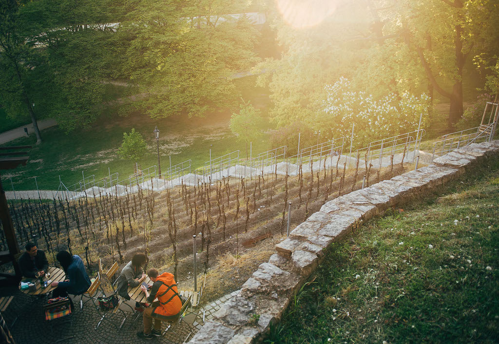 a vineyard on a sloping hill side in Prague's Grebovka Park