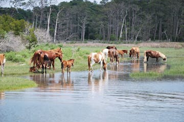 a herd of cattle standing on top of a body of water