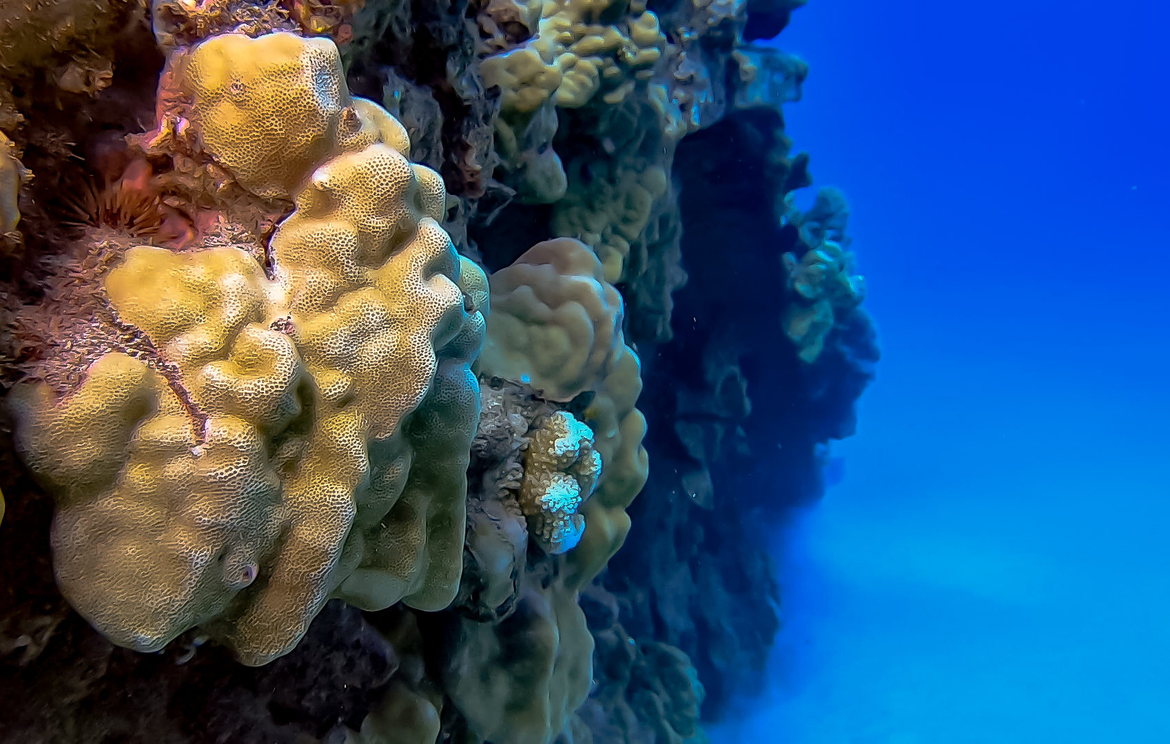 Mounding coral in the waters of Hawai’i
